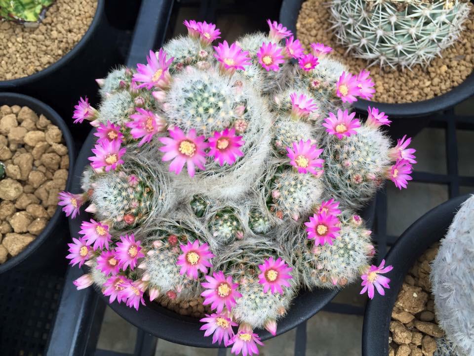 Mammillaria Laui subsp. dasyacantha ~ cr : fb   #cactus