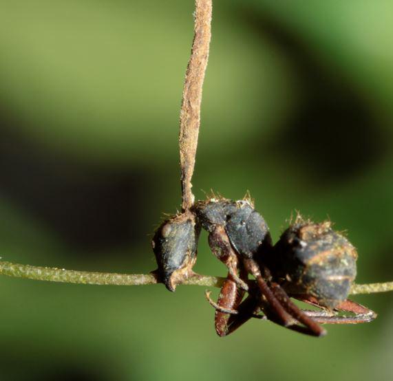 EnergyBioSci's tweet photo. The EBI's Catherine Adams on how fungi make zombies for their own benefit ...http://t.co/7ianNaQQDj http://t.co/ile6pxNNcm