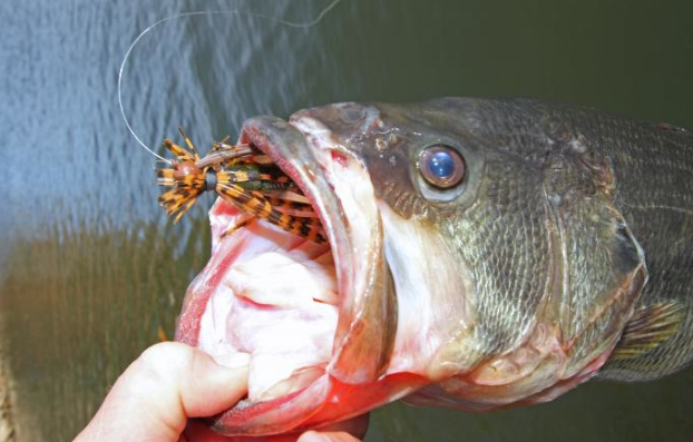 outdoorlife's tweet photo. Forget the loud, bold jigs of summer; for winter weary bass you need finesse... http://t.co/tFQ3mjUqPe #KevinHawk http://t.co/uIJjy3MzWb