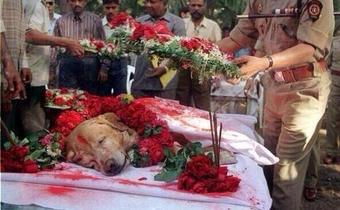 HistoriaDiceQue's tweet photo. Funeral de Zanjeer, en la India. Salvó miles de vidas en 1993 cuando detectó 3.329 kilos de explosivos. http://t.co/g8Yqnggm3P