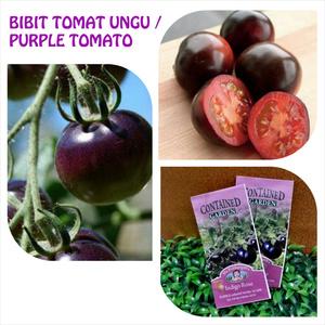 GeraiCosmetik's tweet photo. BIBIT / BENIH TOMAT UNGU - INDIGO ROSE PURPLE COLOURED TOMATO order 082213125188 / 29f42684 http://t.co/kLr89CwFhK