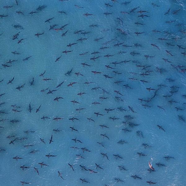 MissionBlue's tweet photo. Cause for #OceanOptimism: robust spinner #SHARK migration off #Florida. (Photo: Paul Nicklen Pilot: Jim Abernethy.) http://t.co/iRcMpNPCoE