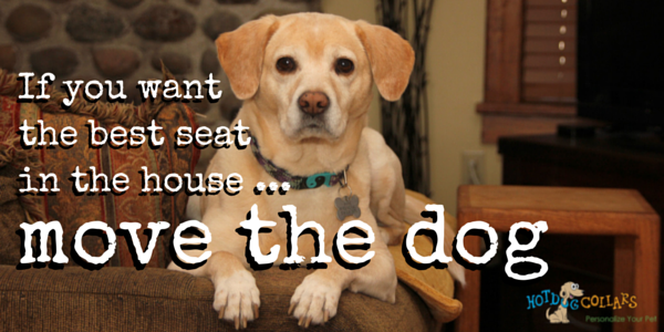 hotdogcollars's tweet photo. Have you moved your dog lately? #TruthAboutDogs #DogTruth http://t.co/PMJKGKN10m