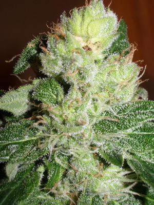 See some more pictures like this at our gallery at medicalmarijuana.ml/new/pictures/