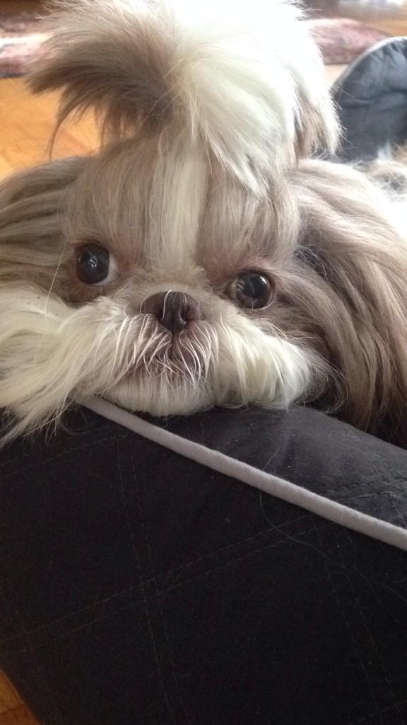 puppymae's tweet photo. goo http://t.co/RwAzJDWdtE
