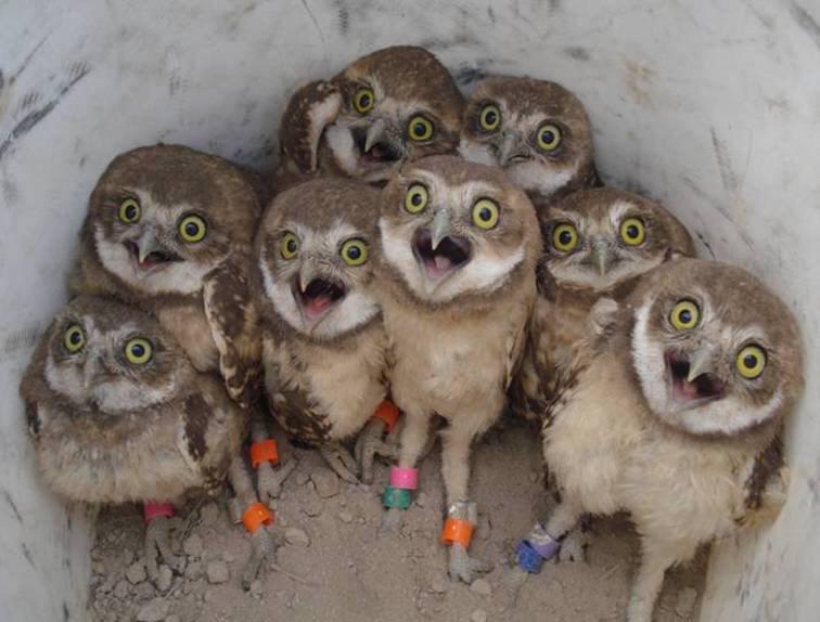 Interior's tweet photo. Here's a cute pic to end your Monday: Baby burrowing owls @USFWSBearRiver #Utah #SuperbOwl http://t.co/3PGY9io6x7