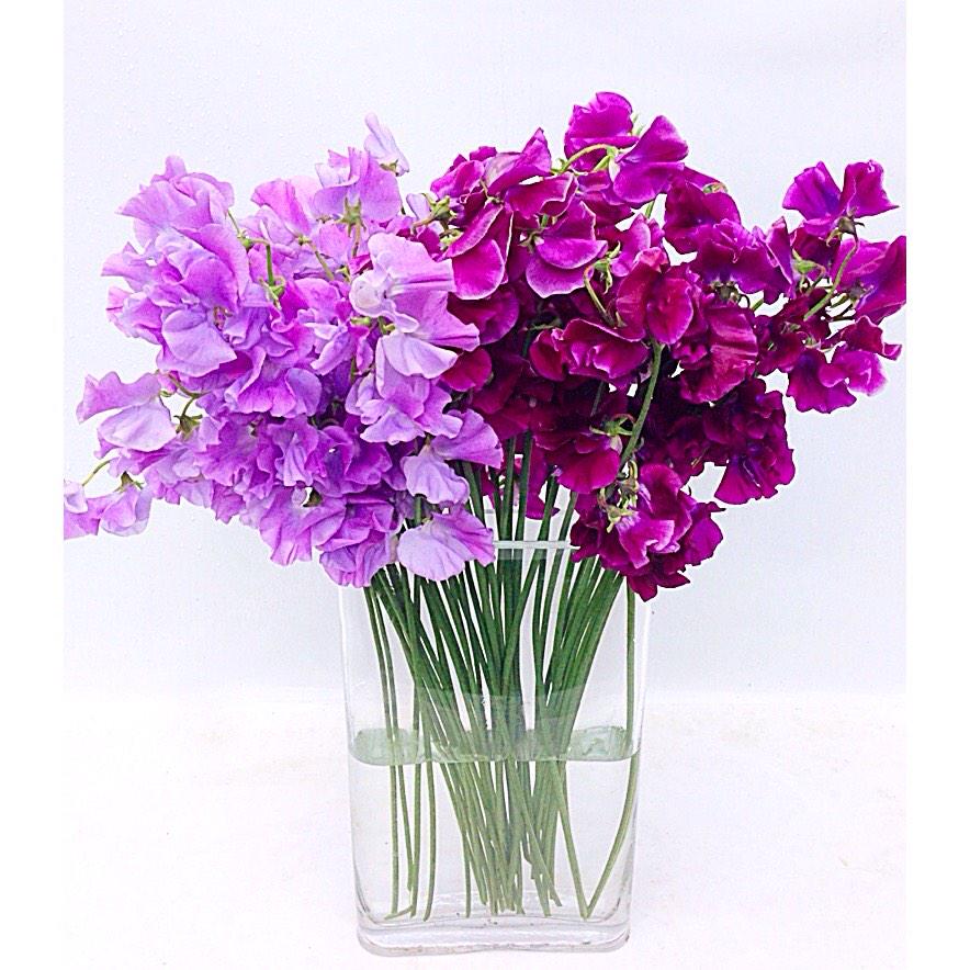 Oh my goodness, pinch me... #sweetpeas #love #scent #purple #flowers #purplepower #lovethem #mademyday #sohappy #love