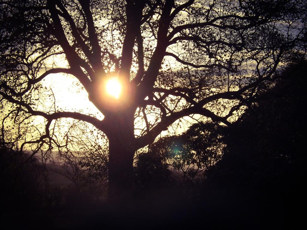 rianaunaji's tweet image. "@illhueminati: use this tweet to share your art, what ever it may be" Tree silhouettes 💫