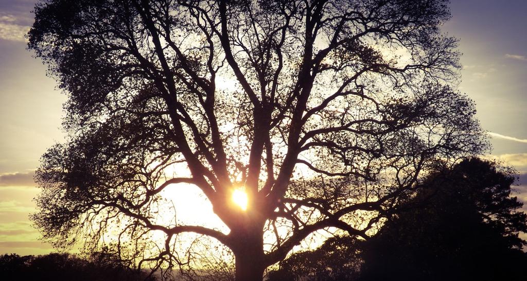 rianaunaji's tweet image. "@illhueminati: use this tweet to share your art, what ever it may be" Tree silhouettes 💫