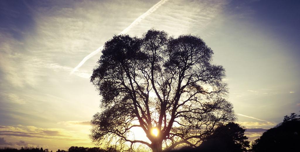 rianaunaji's tweet image. "@illhueminati: use this tweet to share your art, what ever it may be" Tree silhouettes 💫