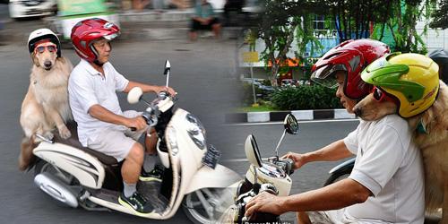 RSCM_MC's tweet photo. anjing aja safety riding masa lo yang manusia egga? with @WeAreSERASI http://t.co/irrqdMMPyw
