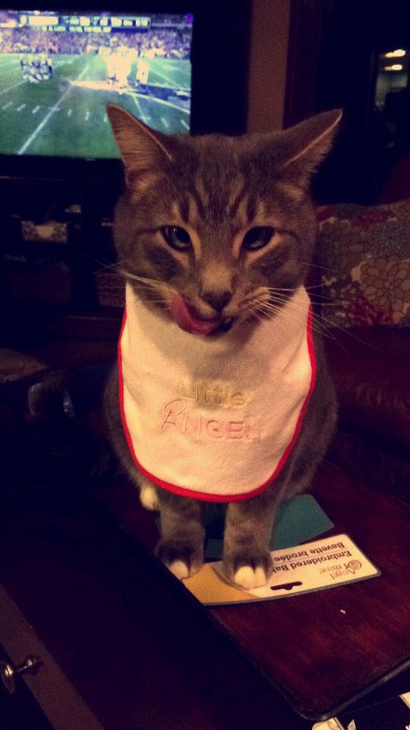 SMauritson's tweet image. Can we all just take a moment to appreciate Karlee's beautiful cross eyed cat Lester😻 @JoyKarlee