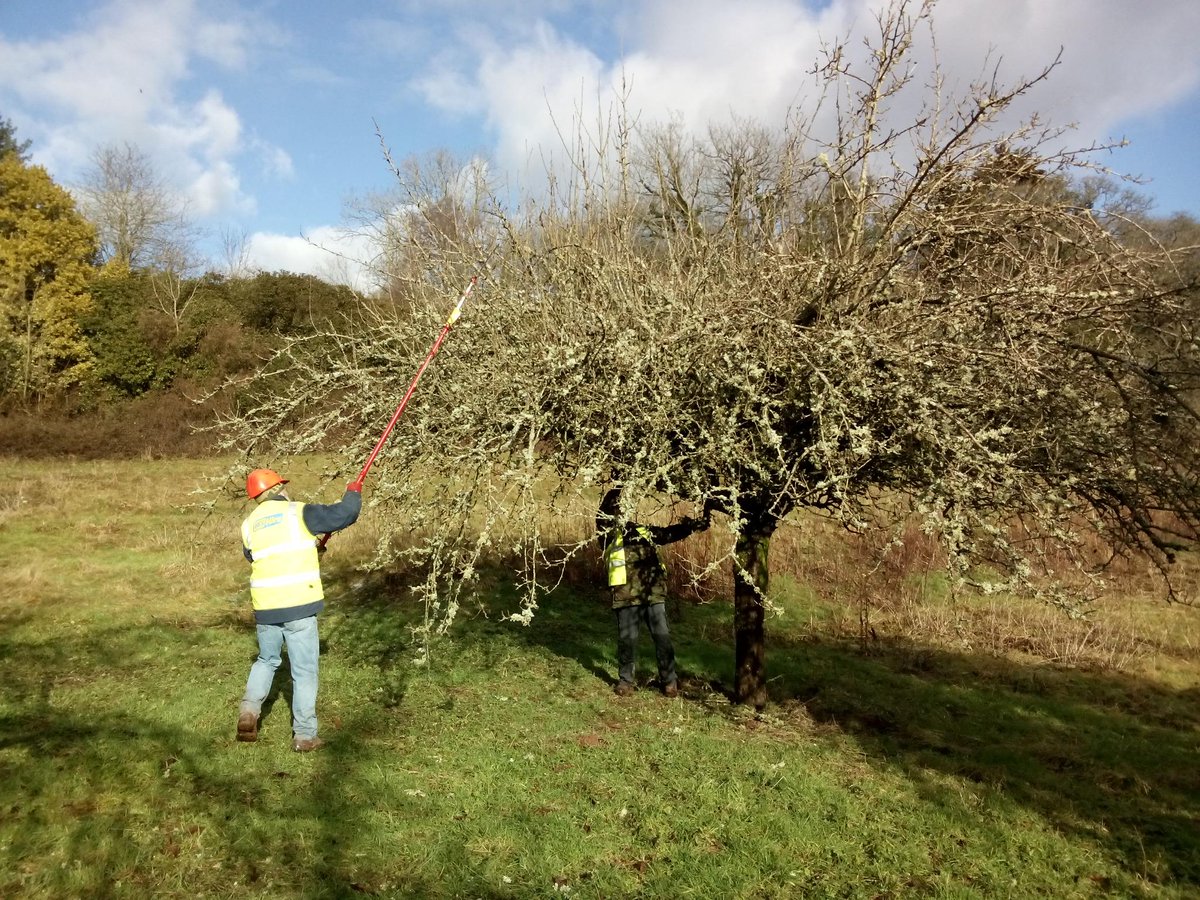 MarcherApple's tweet photo. Helping @thegreenvalleys to start #winterpruning at Bronllys Hospital #Orchard..#appletrees in desperate need of TLC! http://t.co/wXHypyAicJ