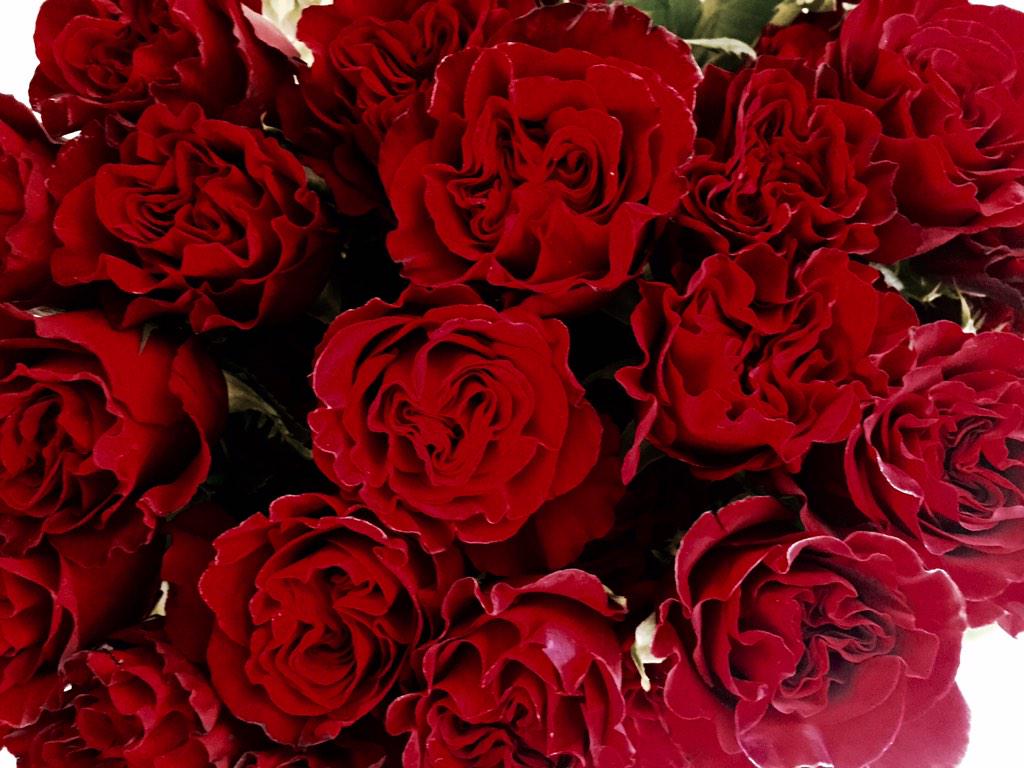Sproutnb's tweet photo. Gorgeous Berry Red Roses @davidaustinhome perfect for #ValentinesDay #GORGE #red #crimson #davidaustin #roses http://t.co/ouB27OeOx6