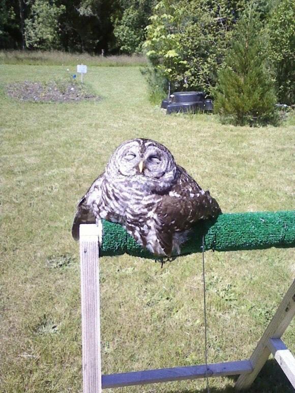 nemunemunnn's tweet photo. フクロウは直射日光に当たりすぎると液化するらしい http://t.co/pedJ3jhdwZ