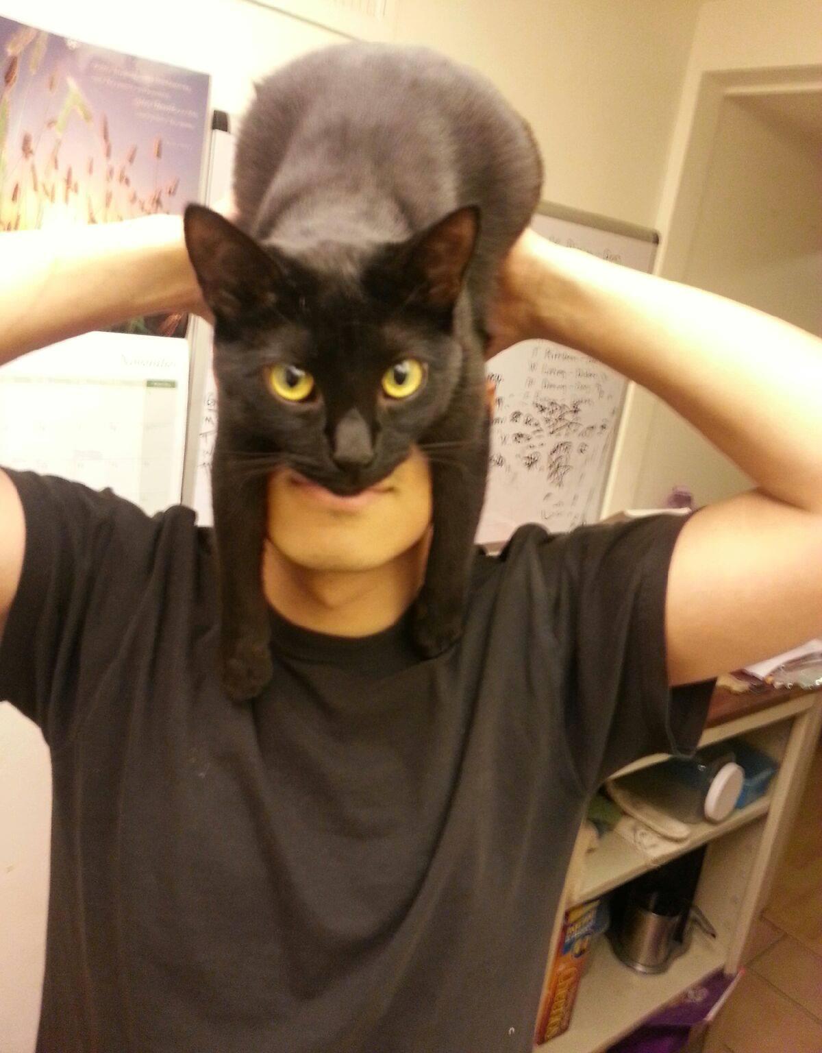 Cat as a hat on sale