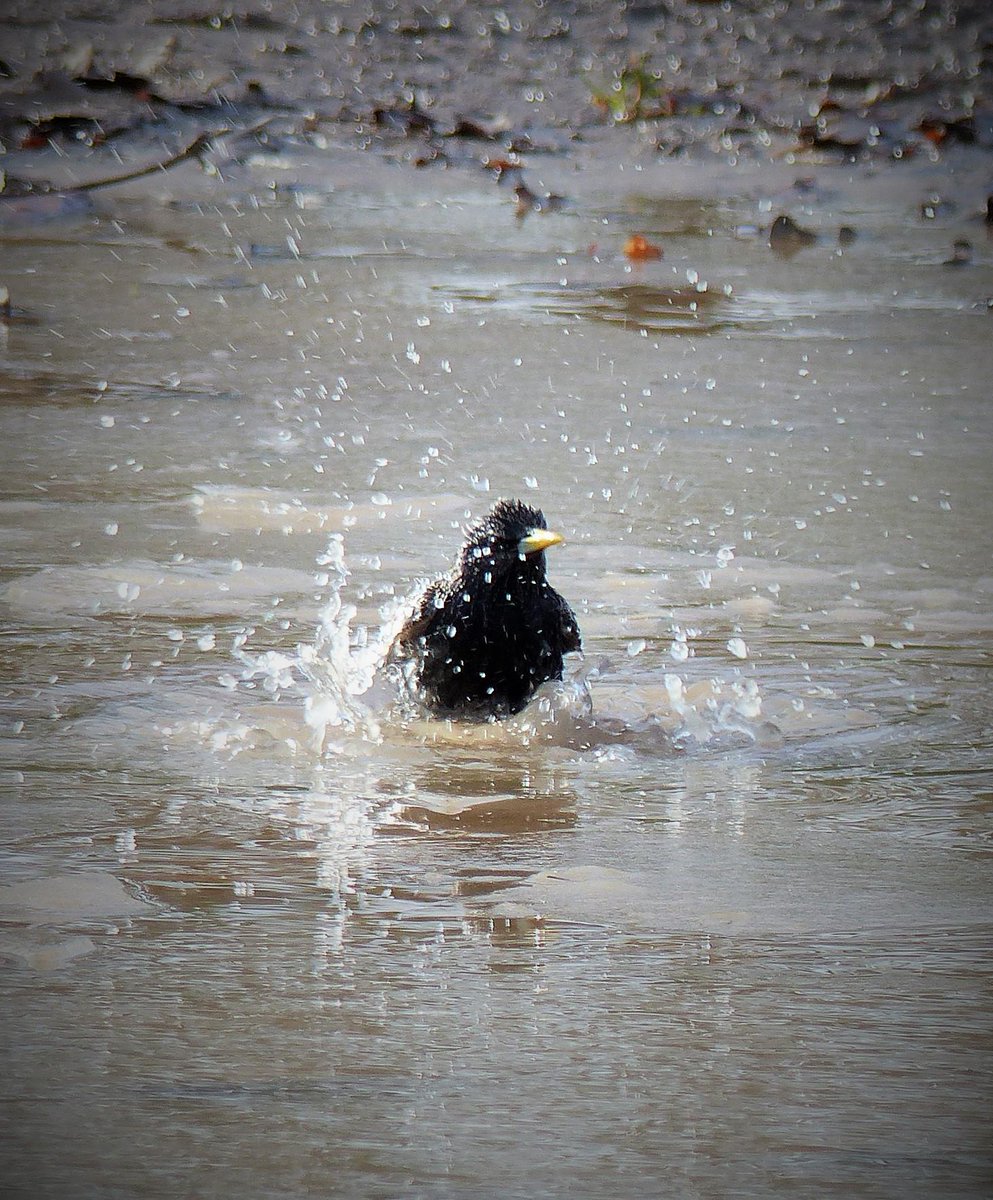 RoseNWF's tweet photo. #Wansteadflats A Starling having a shower @wildlife_uk @RSPBLondon http://t.co/tnnfsRI0T0