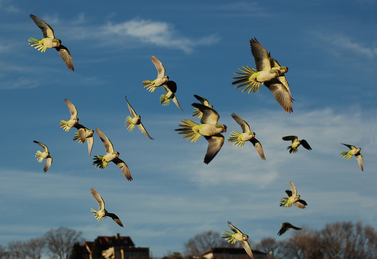 IFNJMovie's tweet photo. We're glad the Quaker Parrots came to Edgewater and decided to call NJ home. Credit: Steve Baldwin on Flickr http://t.co/IndUt1I5wj
