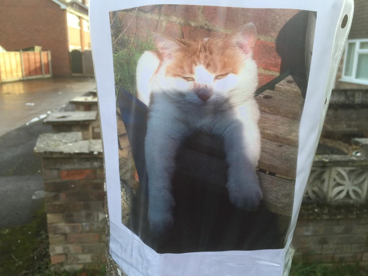 theabingdontaxi's tweet image. #MissingCat
Meadowside, #Abingdon, behind The Firos
03 February 15
No other info, other than mobile no. &amp;amp; MISSING