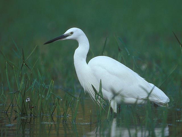 Albuferaenbarca's tweet photo. La garceta común (Egretta garzetta) mas en http://t.co/OXvAsaLDE0 #Albufera #EcoBird #pajareando http://t.co/XouyRIEFKX
