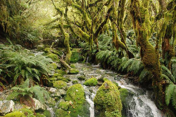 _Paisajes_'s tweet photo. ¿Os gusta el senderismo? Ruta de Milford Track, Nueva Zelanda http://t.co/EfP8iU4Q9v