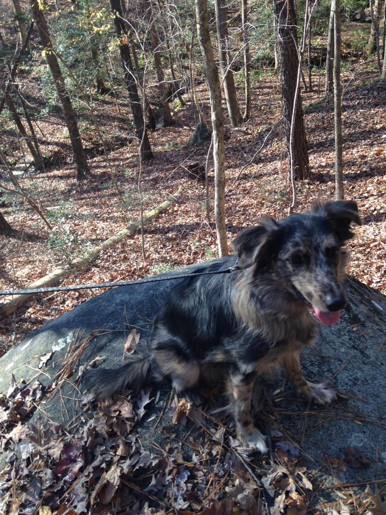 MuttPups's tweet photo. This is Milli an Aussie/Corgi mix! #MixedMutts http://t.co/0ZP0cDGE7q