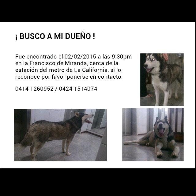 marcelasimon62's tweet photo. @PerrosPCcs http://t.co/rE29MksOdV
