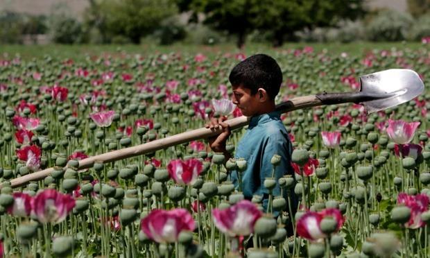 Celalabad'da gelincik tarlasında çalışan Peştun çocuk. Afganistan