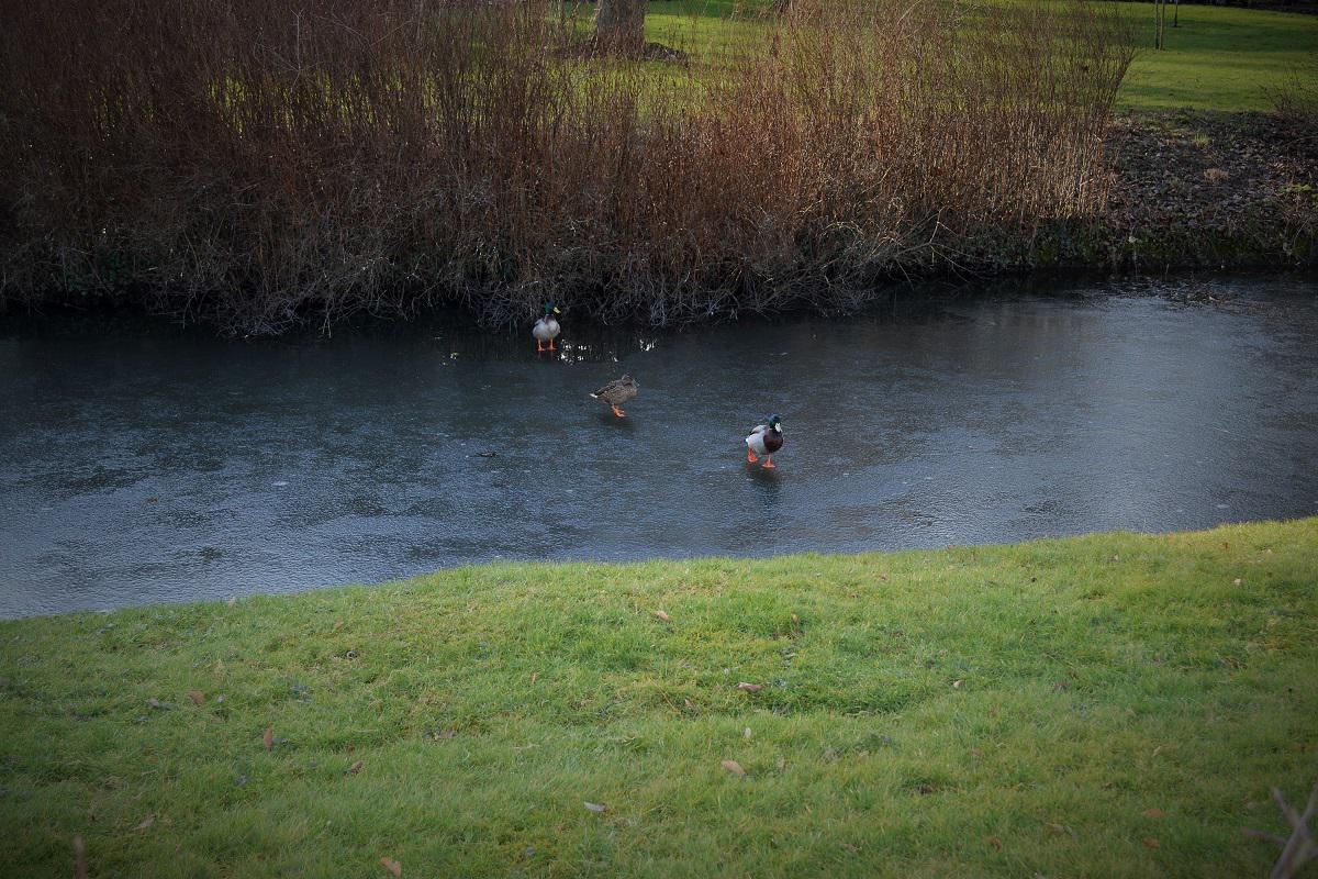 hevercastle's tweet photo. The #snow has melted but the frozen moats &amp; ponds prove just how cold it is today! http://t.co/cVrcEQ3de5
