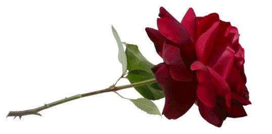 مساؤكم قلب ❤️أيقن أن ” الفرج ” دعاء فتمسك به ❤️