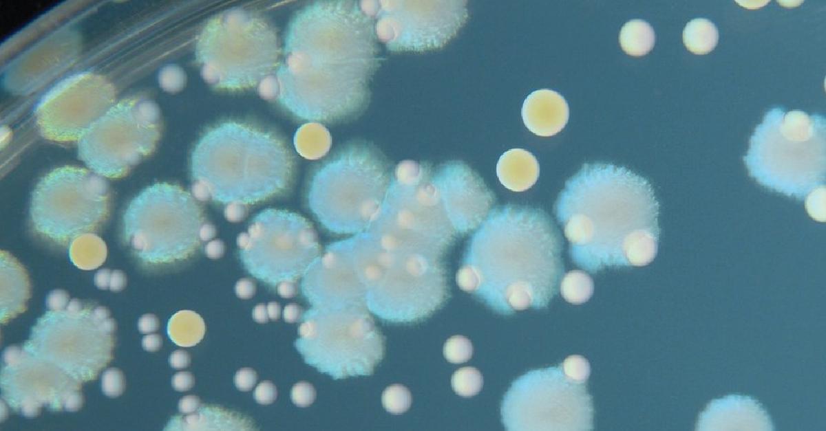 WebMD's tweet photo. This sounds promising! The bacteria grew in the tumors and killed the #cancer cells. http://t.co/46vYmUp0Ji http://t.co/xMihzvnzZd