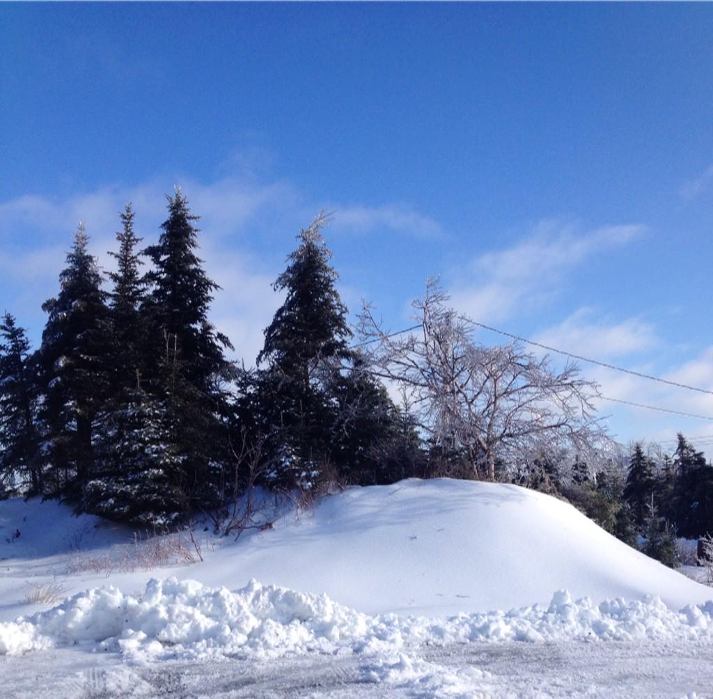 SLifsches's tweet photo. I hate snow but it sure is pretty! #prettyice #storm2015
#icetrees http://t.co/jZSJyI6lbj