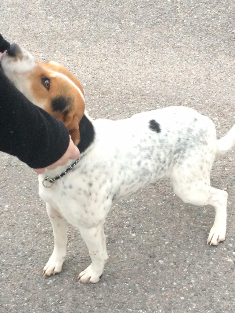 HF_Dogs tweet picture