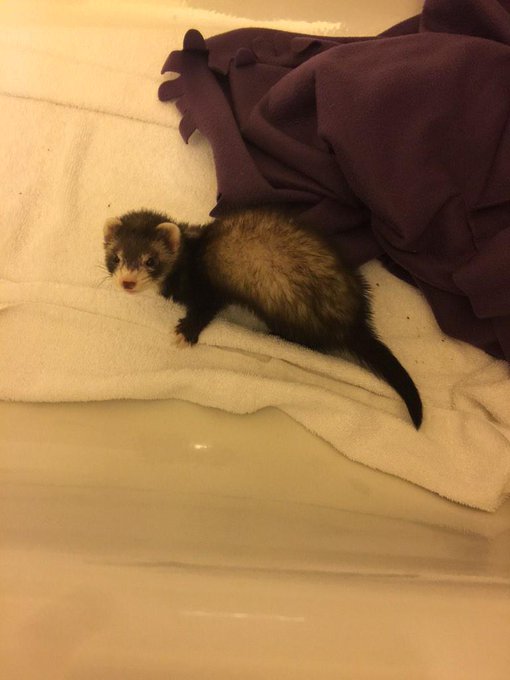 She's in a great mood now that's she's been fed and gotten a good night of sleep http://t.co/N2WXkHU