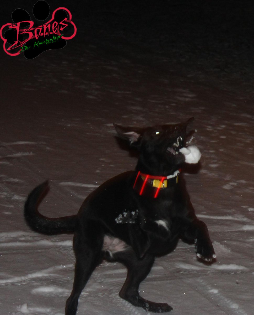 Eben spielen im #Schnee mit meiner Freundin Lady, hier seht ihr sie!!! #glücklich #müde