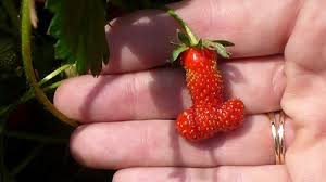 HeladoPolonga's tweet photo. Nuestros productos se hacen con las mejores frutas de estación. Helados #Polonga http://t.co/YHocoQ1OxT