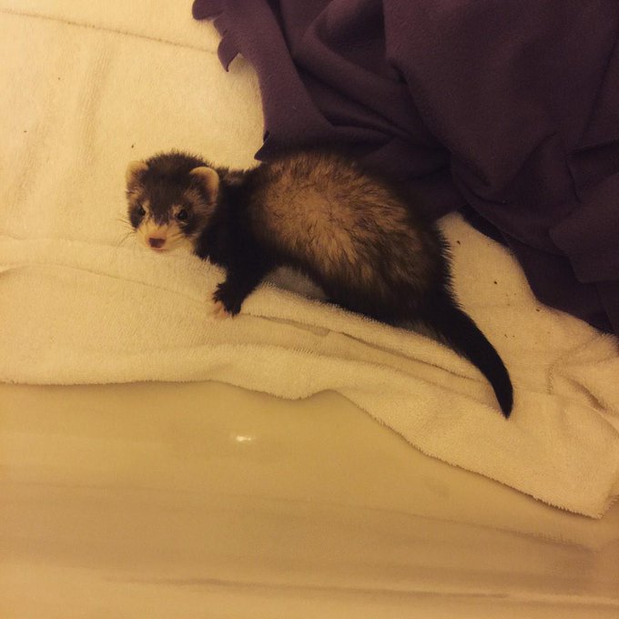1 pic. And her name is....Nala :) #ferret http://t.co/8oZfc1TehQ