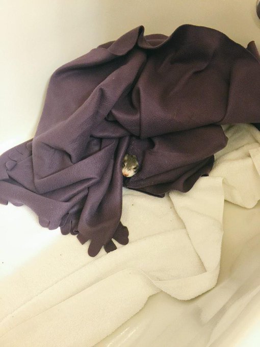2 pic. And her name is....Nala :) #ferret http://t.co/8oZfc1TehQ