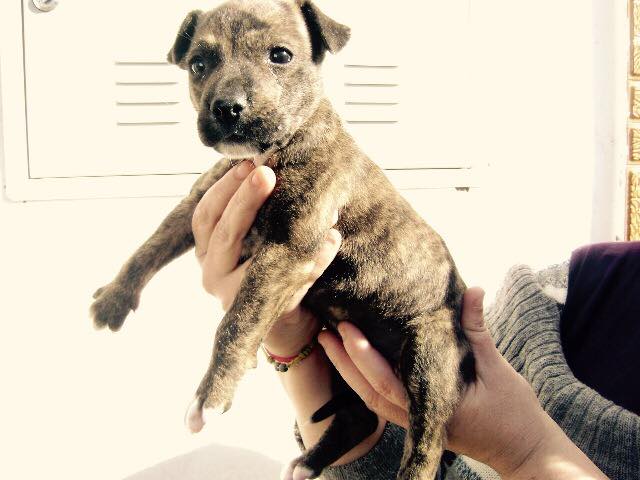 LASAnimal's tweet photo. https://t.co/GQU6Pfcwks #NATALY ABANDONADA CON LOS OJOS CERRADOS AÚN!! Ahora tiene casi 2 meses y puede ser adoptada. http://t.co/9zWfrKCJvo