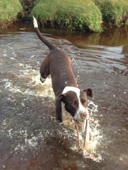 tiggerlea36's tweet photo. My little baby Rory-Mo!!! :) loyal, fun, beautiful and my best friend!!! #VIP3million #love #walkies @PetsatHome http://t.co/MdunKbUMuo