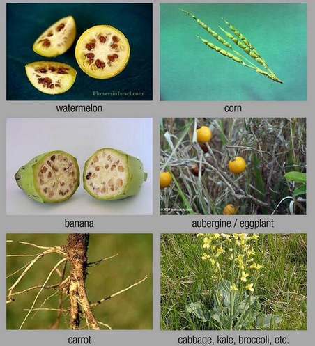How your food would look if not genetically modified over millennia geneticliteracyproject.org/2015/02/02/how… #GMO