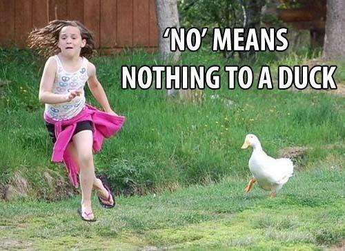 youngdogmom's tweet photo. #NotAllDucks #hituesday http://t.co/XcTdeUT9NL