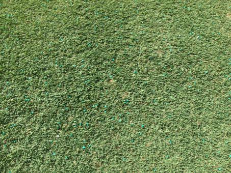 kfrosty87's tweet photo. Looks like Willy Wonka just came through slinging green nerds everywhere. Love that #Harrell's #Polyon #Turfcandy http://t.co/VHwMUWom8Q
