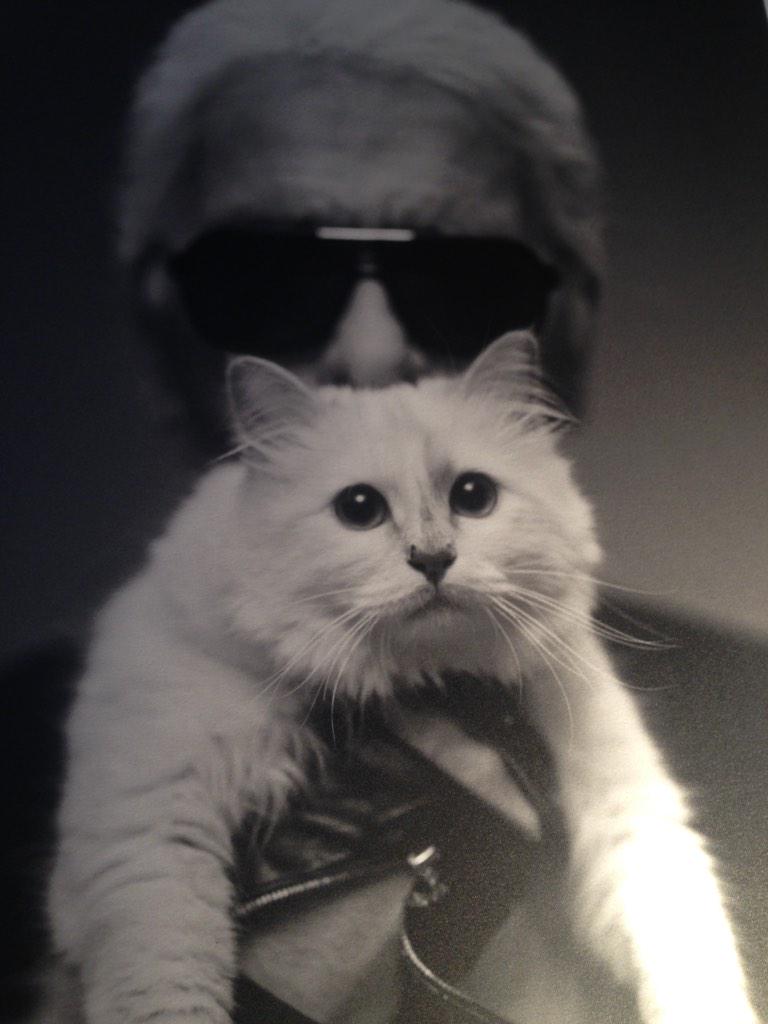CarolinDendler's tweet photo. @ChoupettesDiary ! Diese Mieze hat ein eigenes Bankkonto ! @KarlLagerfeld im Bams-Interview http://t.co/GDRbu3qyFq