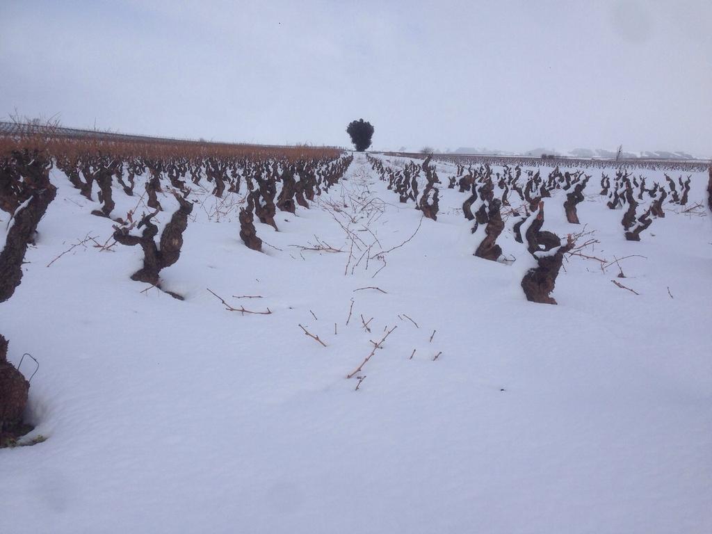 bodegavalcuerna's tweet photo. Vaya temporal amigos! Estos días nuestras viñas presentan un manto blanco digno de fotografiar... http://t.co/6s40XRBNAj