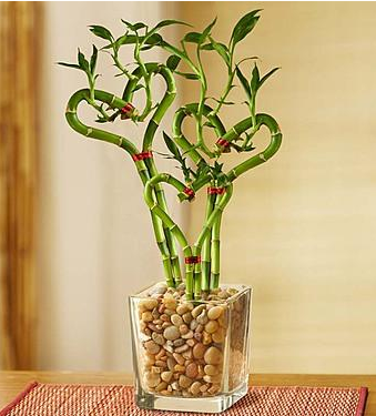 Heart-shaped bamboo symbolizes luck, charm, fortune &amp; #love for #ValentinesDay. #Weheartit ow.ly/IqXuO
