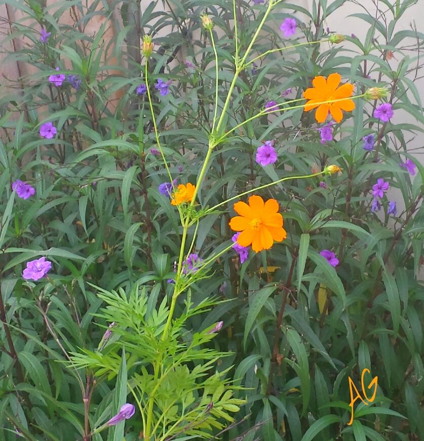 AccentGardening's tweet image. AG word of da day #RepeatBiz
planting again this year
cosmos RepeatBiz ♡