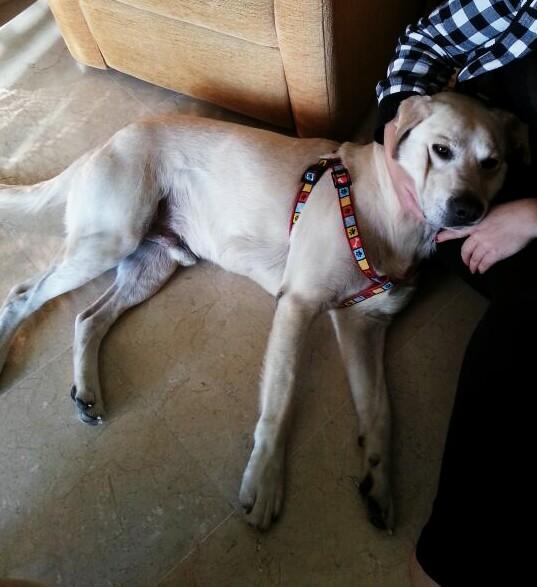 Tere_Villanueva's tweet photo. Seguimos buscándole dueño a Andy, sólo tiene dos añitos y ya lo han abandonado. Es muy bueno y cariñoso. RT PORFAVÓ!! http://t.co/6kjEI7pRep