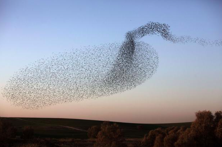 CBSNews's tweet image. PHOTOS: Starlings fly in shape-forming patterns across the winter sky cbsn.ws/1uUKpir