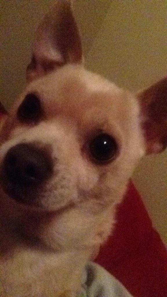 ihos_esemodeq's tweet photo. My dog is majestical as fuck http://t.co/1nsiEOs1Me